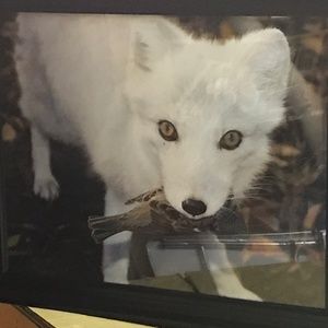 Baby fox photograph framed